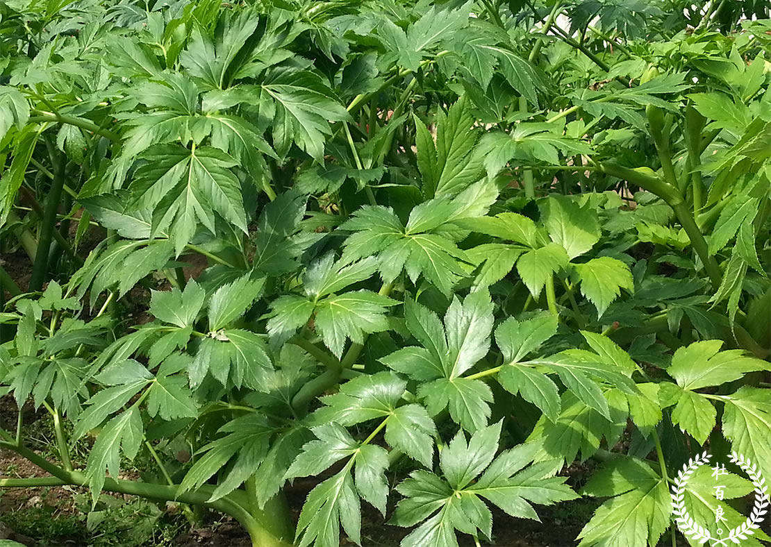 杜百良明日叶植株